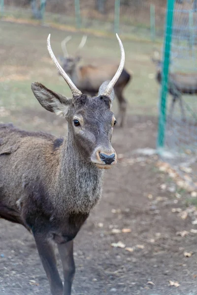 Young Armenian Deer National Park Fawn Wildlife Shot — Stock Photo, Image