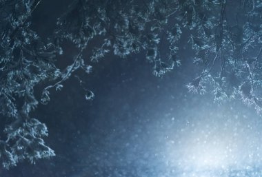 Gece ormanda kar yağışı. Köknar dallarda kar. Noel arifesi