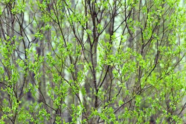 Taze yeşillik ağaçların dalları üzerinde