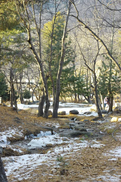 Feuilles tombent lin les bois pendant les chutes de neige — Photo