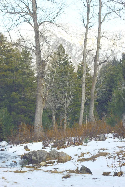 Laubfall im Wald bei Schneefall — Stockfoto