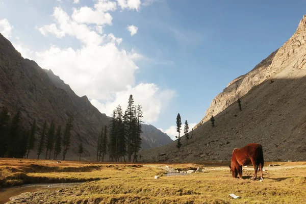 Hästen äter gräs i en vacker dal — Stockfoto