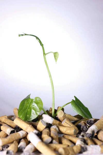 无吸烟者;香烟和新生儿绿色的植物 — 图库照片