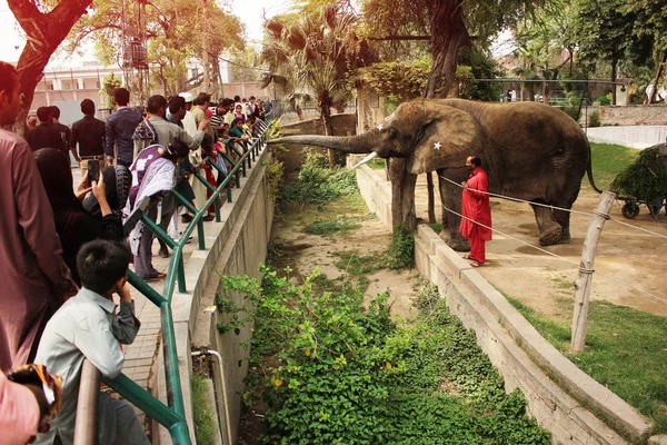 Люди кормят слона SUZI — стоковое фото