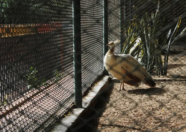 Beyaz tavus kuşu kafes içinde Hayvanat Bahçesi — Stok fotoğraf