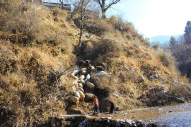 Onun Kuzuların dağlarda ile genç çoban