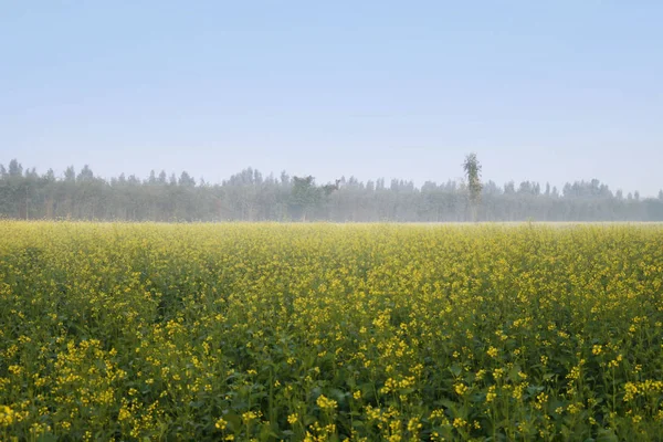 Campos de mostarda - Brassica rapa — Fotografia de Stock