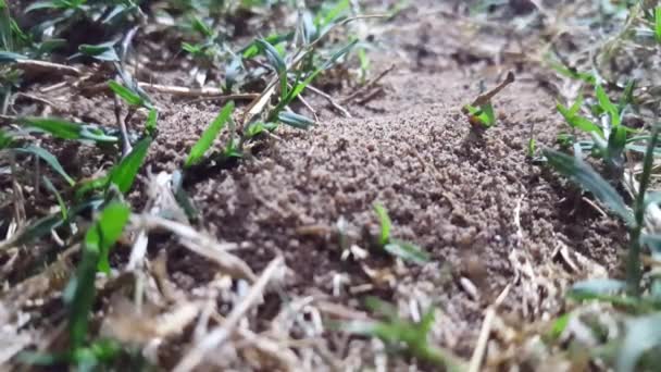 Formigas Trabalhando Juntas Sua Colônia Macro Shot — Vídeo de Stock