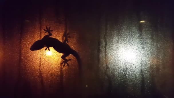 Lizard Silhouette Window Foggy Window Night Time White Orange Street — Stock Video
