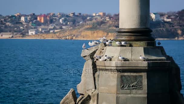 Многие чайка сидит на камнях вокруг памятника в Севастополе, Черное море — стоковое видео