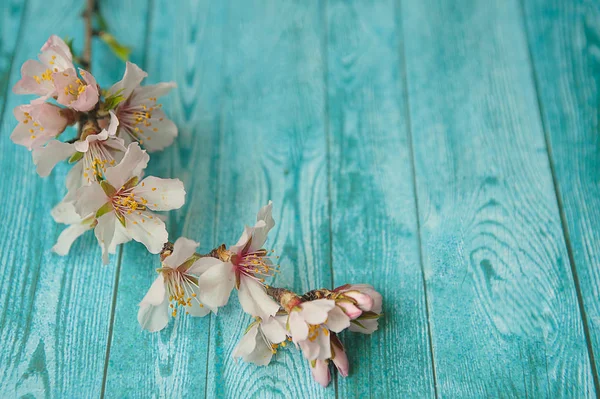 Migdałowy na tle drewnianych blossom Spring — Zdjęcie stockowe