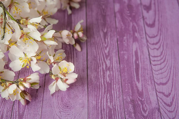 Flores de árbol frutal sobre fondo de madera lila . —  Fotos de Stock