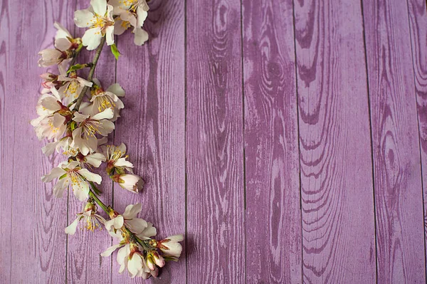 Rama de floración de primavera sobre fondo de madera. flores de melocotón —  Fotos de Stock