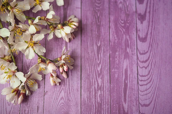 Fondo de borde de primavera con flor blanca —  Fotos de Stock