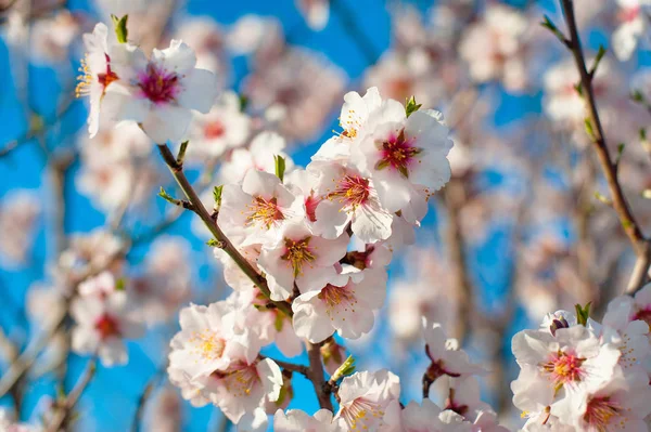 在春天的时候，自然的季节性阳光时髦背景的杏仁花朵朵 — 图库照片