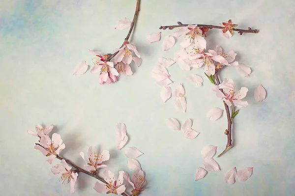Rama de floración de primavera sobre fondo abstracto. flores de almendras — Foto de Stock