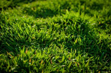 Yeşil çim pirinç alan. Ekoloji kavramı. Doğal arka plan