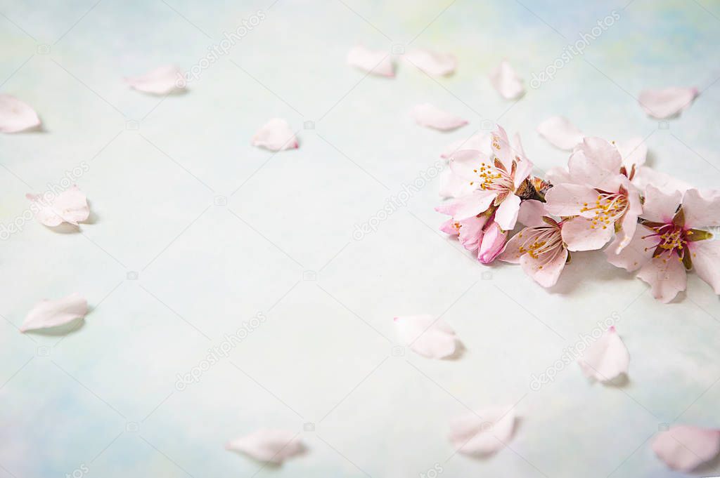 beautiful spring flowers at pink background. copy space