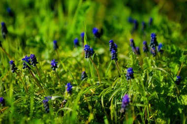 Mavi üzüm sümbül muscari armeniacum çiçek çiçek bahar