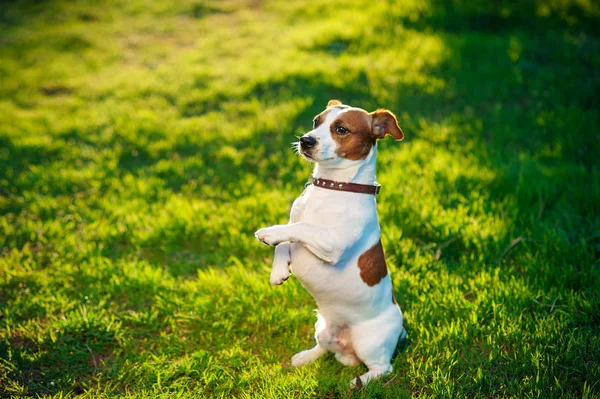Jack Russell terrier dog is lying on a grass — Stock Photo, Image