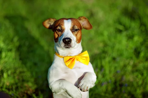 Jack Russell terrier dog With yellow bow tie is sitting on a grass — Stock Photo, Image