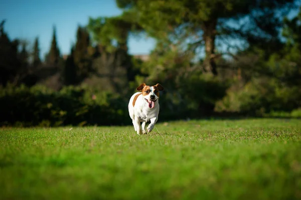 Jack russel Runs along the green grass in the park — Stock Photo, Image