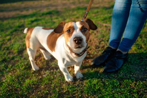The dog Jack Russell terrier on a leash at the feet of the mistress looks up on the green grass — Stock Photo, Image