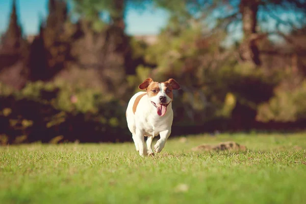 Cute jack russell is running in grass field — Stock Photo, Image