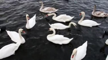 Kuğular, martılar, uçan güvercinler nehrin arka planında