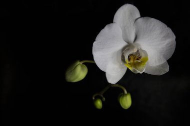 Siyah arkaplanda tomurcuklu beyaz orkide