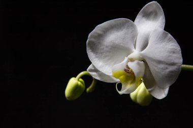 Siyah arkaplanda tomurcuklu beyaz orkide