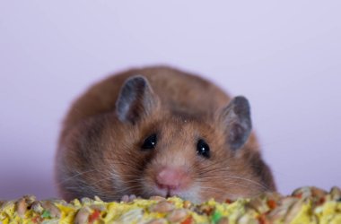 Pembe arka planda Suriyeli kahverengi hamster.