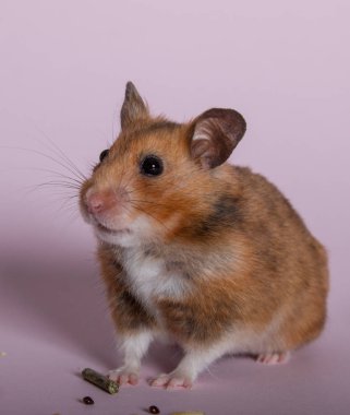 Pembe arka planda Suriyeli kahverengi hamster.