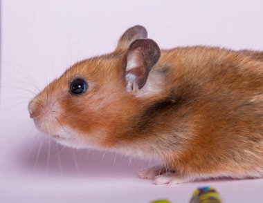Pembe arka planda Suriyeli kahverengi hamster.