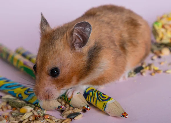 Hamster Marrom Sírio Fundo Rosa — Fotografia de Stock
