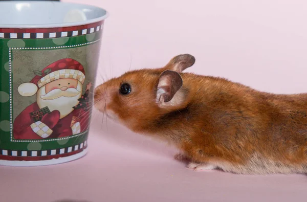 Hamsterin Marrom Sírio Balde Com Papai Noel Fundo Rosa — Fotografia de Stock