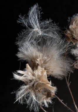 drying flowers on a black background