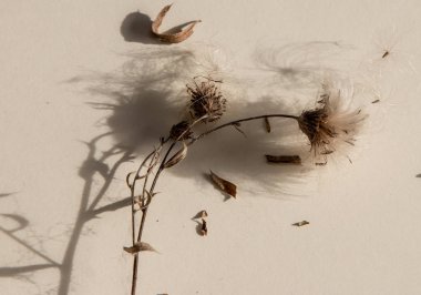 drying flowers on a beige background