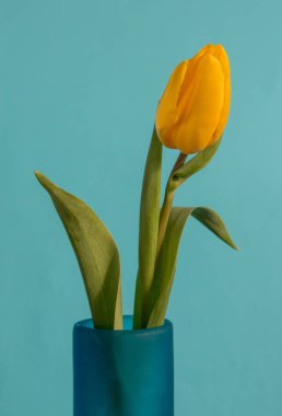Mavi arka planda mavi vazoda sarı lale.