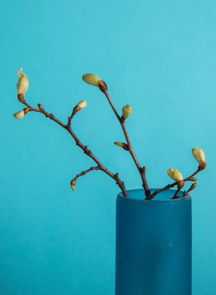 Feuilles Fleurissent Sur Une Branche Dans Vase Bleu Sur Fond — Photo