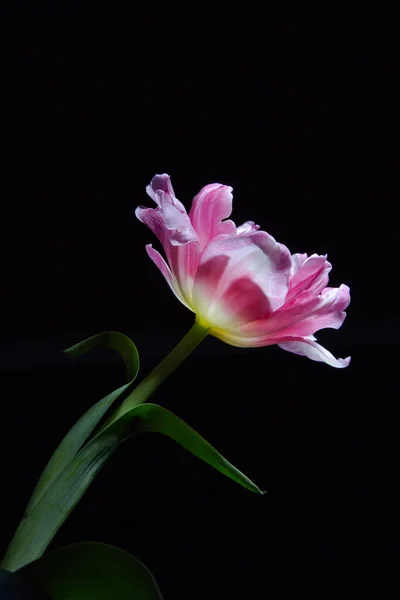 Розовый Пион Тюльпана Черном Фоне — стоковое фото