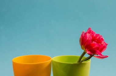 Mavi arka planda yeşil ve sarı vazoda pembe lale.