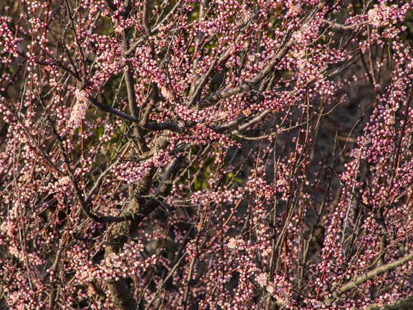 Blüten Und Knospen Des Großen Aprikosenbaums — Stockfoto