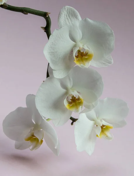 Hafif Arkaplanda Narin Beyaz Orkide Çiçekleri — Stok fotoğraf