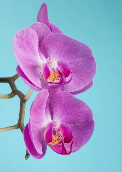 Fleurs Pourpres Tendres Orchidées Sur Fond Bleu — Photo