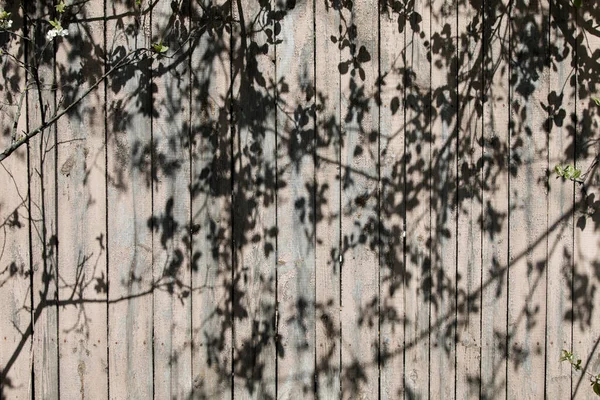 Тіні Квітучих Дерев Дерев Яному Паркані — стокове фото