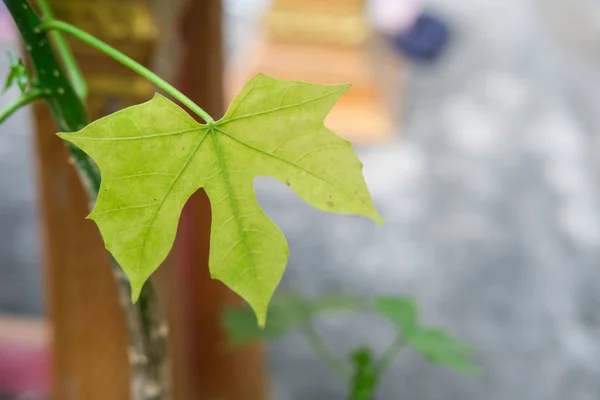 bir ağacın yeşil yaprakları