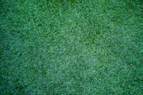 Texture Green Grass — Stock Photo, Image