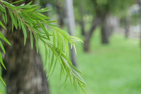 Kel selvi ağacının taze yeşil yaprakları, yakın plan yaprakları ve bulanık arkaplan