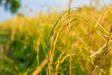 Tayland 'daki tarlalarda pirinç taneleri. Yakın plan güzel altın pirinç kulaklar. doğa ve tarım kavramı.